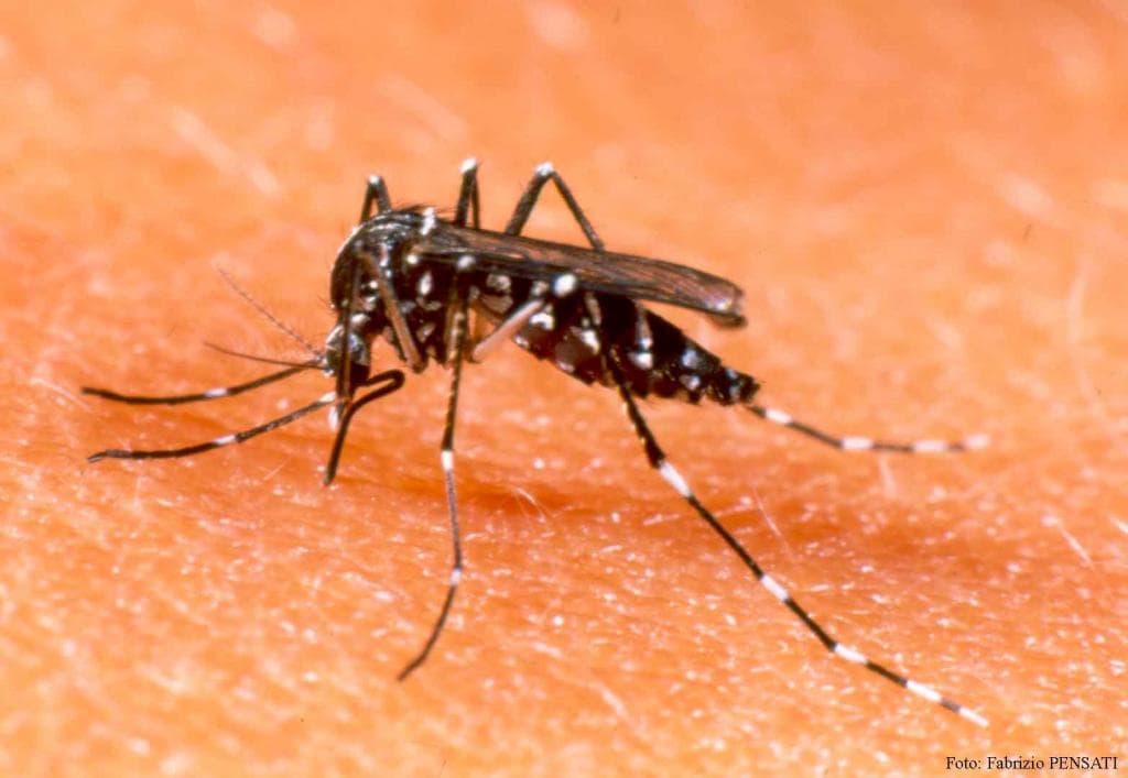 Dengue: Funcionário da Prefeitura com sintomas de hemorrágica