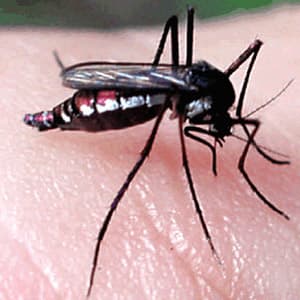 MS é campeão em incidência de dengue em 2016