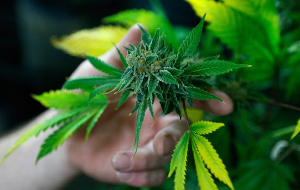 O Brasil terá o primeiro medicamento a base de maconha