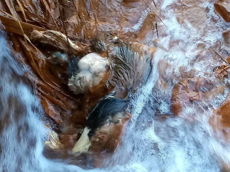 Costa Rica: Carcaças de animais são descartadas dentro do rio sucuriú