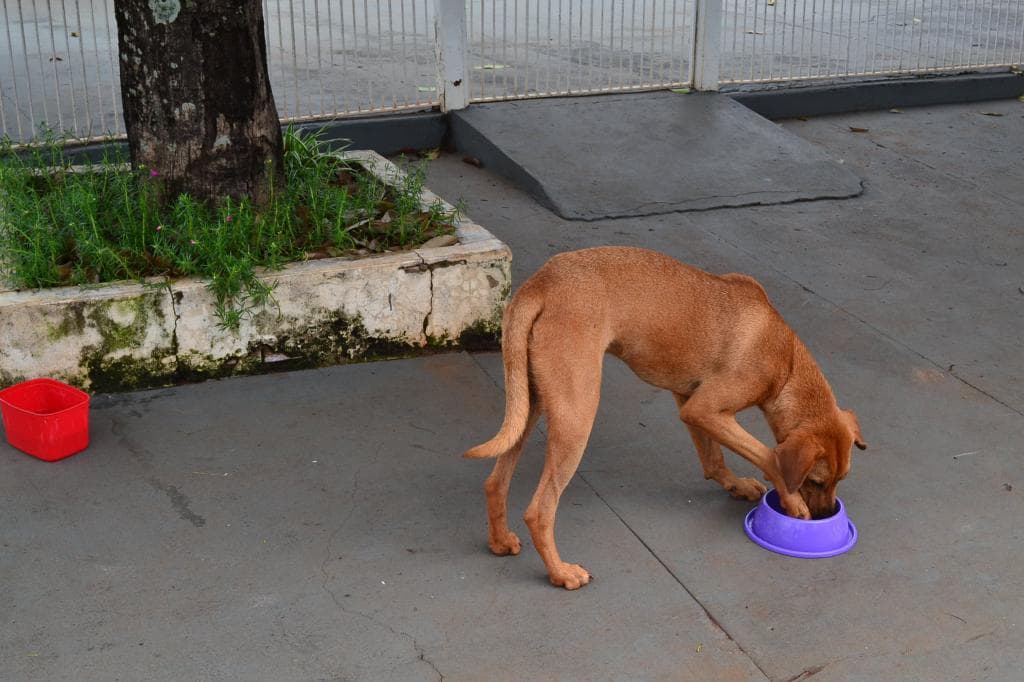 Animais abandonados pela cidade. Transmissão de doenças é um risco