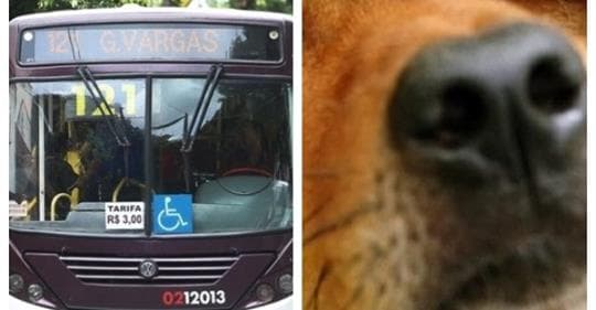 Costa Rica: Cidade precisa de transporte público e centro de zoonoses