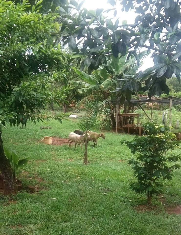 Costa Rica: Moradora reclama de "cabras" do vizinho que invade o seu quintal