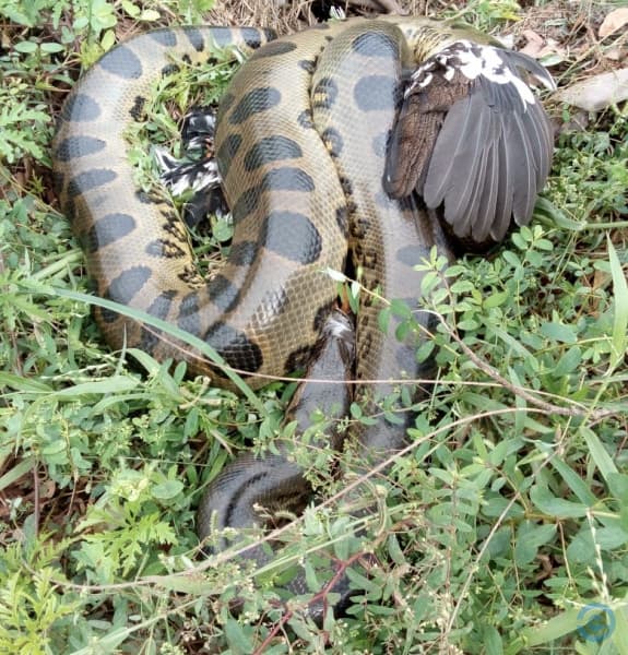 Cobra sucuri descansa em plena avenida de Coxim e ataca uma ave
