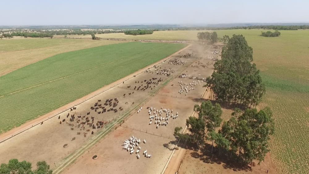 Figueirão: Zoneamento agro-econômico destaca município no cenário nacional